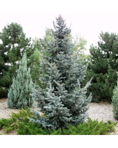 Ялина колюча Омега | Picea pungens Omega | Ель колючая Омега