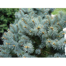 Ялина колюча Монтгомері | Picea pungens Montgomery | Ель колючая Монтгомери