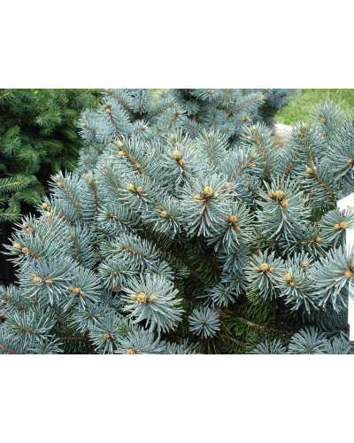 Ялина колюча Монтгомері | Picea pungens Montgomery | Ель колючая Монтгомери