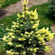 Ялина колюча Майголд | Picea pungens Maigold | Ель колючая Майголд