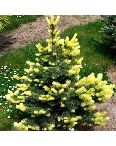 Ялина колюча Майголд | Picea pungens Maigold | Ель колючая Майголд