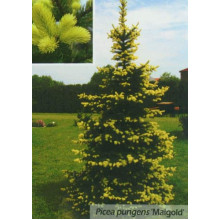 Ялина колюча Майголд | Picea pungens Maigold | Ель колючая Майголд