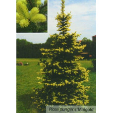Ялина колюча Майголд | Picea pungens Maigold | Ель колючая Майголд