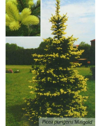 Ялина колюча Майголд | Picea pungens Maigold | Ель колючая Майголд