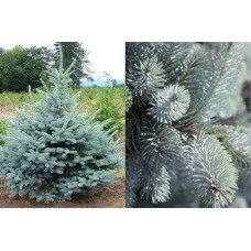 Ялина колюча Ерiх Фрам | Picea pungens Erich Frahm | Ель колючая Эрих Фрам