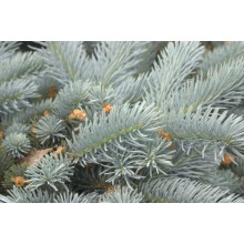 Ялина колюча Едіт | Picea pungens Edith | Ель колючая Эдит