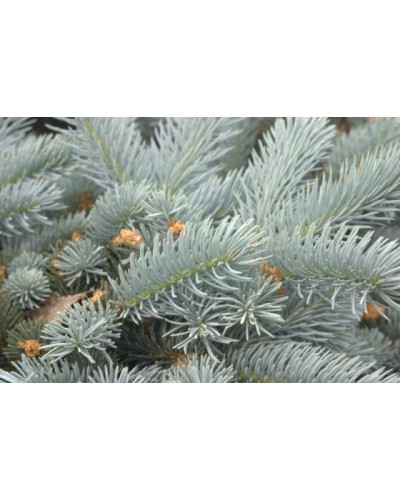 Ялина колюча Едіт | Picea pungens Edith | Ель колючая Эдит