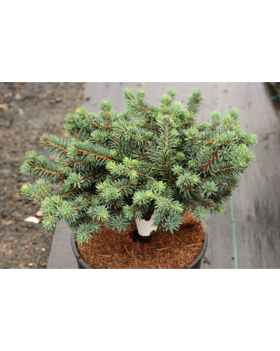 Ялина колюча Вальдбрун | Picea pungens Waldbrunn | Ель колючая Вальдбрун