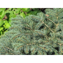 Ялина колюча Вальдбрун | Picea pungens Waldbrunn | Ель колючая Вальдбрун