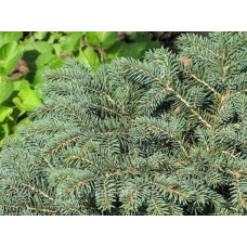 Ялина колюча Вальдбрун | Picea pungens Waldbrunn | Ель колючая Вальдбрун