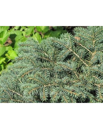 Ялина колюча Вальдбрун | Picea pungens Waldbrunn | Ель колючая Вальдбрун