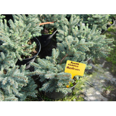 Ялина колюча Вальдбрун | Picea pungens Waldbrunn | Ель колючая Вальдбрун