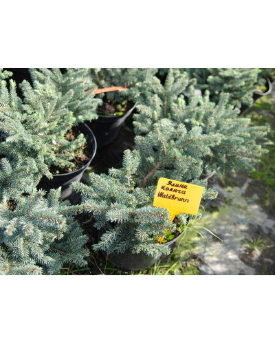 Ялина колюча Вальдбрун | Picea pungens Waldbrunn | Ель колючая Вальдбрун