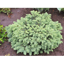 Ялина колюча Вальдбрун | Picea pungens Waldbrunn | Ель колючая Вальдбрун