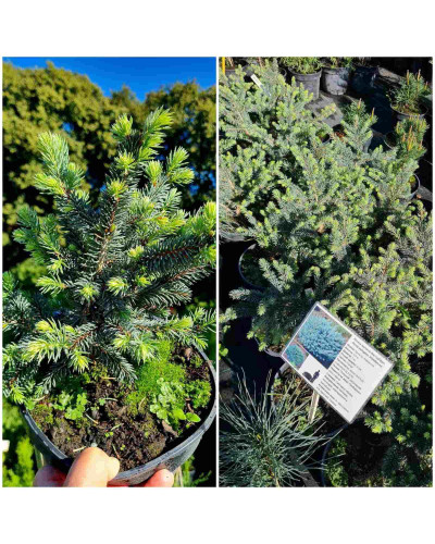 Ялина колюча Вальдбрун | Picea pungens Waldbrunn | Ель колючая Вальдбрун