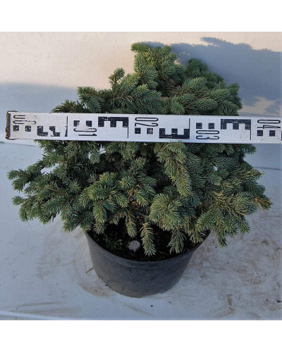 Ялина колюча Вальдбрун | Picea pungens Waldbrunn | Ель колючая Вальдбрун