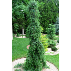 Ялина сербська Пендула | Picea omorika Pendula | Ель сербская Пендула