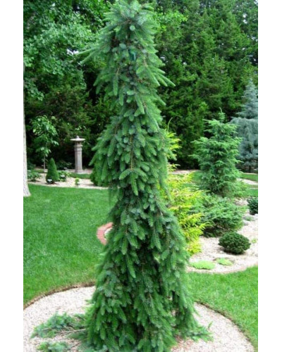 Ялина сербська Пендула | Picea omorika Pendula | Ель сербская Пендула