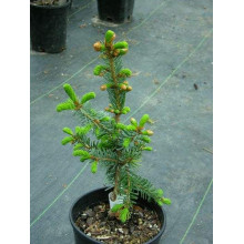 Ялина сербська Пендула | Picea omorika Pendula | Ель сербская Пендула
