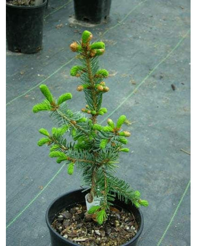Ялина сербська Пендула | Picea omorika Pendula | Ель сербская Пендула