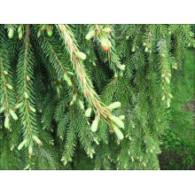 Ялина сербська Пендула | Picea omorika Pendula | Ель сербская Пендула