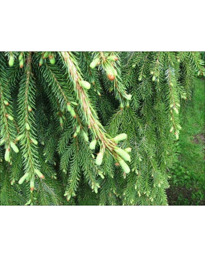 Ялина сербська Пендула | Picea omorika Pendula | Ель сербская Пендула
