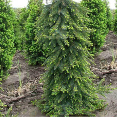 Ялина сербська Пендула | Picea omorika Pendula | Ель сербская Пендула