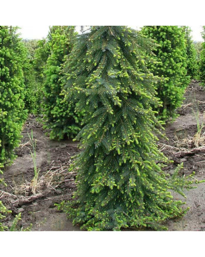 Ялина сербська Пендула | Picea omorika Pendula | Ель сербская Пендула