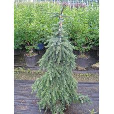 Ялина сербська Пендула | Picea omorika Pendula | Ель сербская Пендула