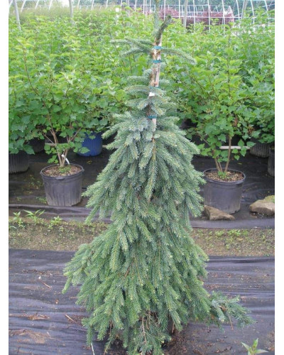 Ялина сербська Пендула | Picea omorika Pendula | Ель сербская Пендула