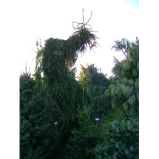 Ялина сербська Пендула | Picea omorika Pendula | Ель сербская Пендула