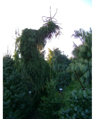 Ялина сербська Пендула | Picea omorika Pendula | Ель сербская Пендула