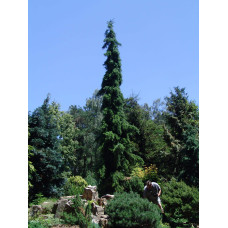 Ялина сербська Пендула | Picea omorika Pendula | Ель сербская Пендула