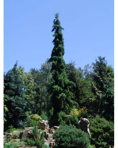 Ялина сербська Пендула | Picea omorika Pendula | Ель сербская Пендула
