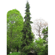 Ялина сербська Пендула | Picea omorika Pendula | Ель сербская Пендула