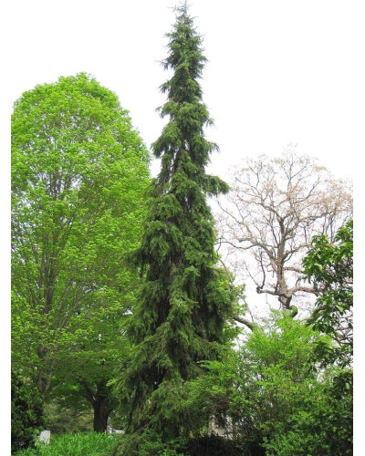 Ялина сербська Пендула | Picea omorika Pendula | Ель сербская Пендула
