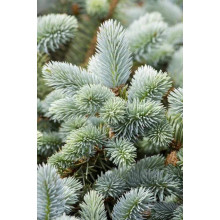 Ялина колюча блакитна Маджестік Блю | Picea pungens Glauca Majestic Blue | Ель колючая голубая Маджестик Блю