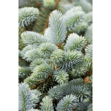 Ялина колюча блакитна Маджестік Блю | Picea pungens Glauca Majestic Blue | Ель колючая голубая Маджестик Блю