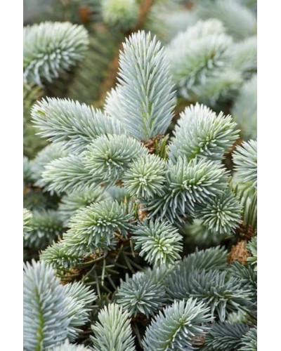 Ялина колюча блакитна Маджестік Блю | Picea pungens Glauca Majestic Blue | Ель колючая голубая Маджестик Блю
