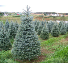 Ялина колюча блакитна Маджестік Блю | Picea pungens Glauca Majestic Blue | Ель колючая голубая Маджестик Блю