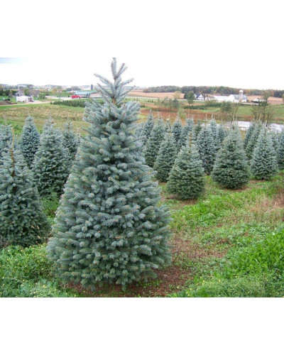 Ялина колюча блакитна Маджестік Блю | Picea pungens Glauca Majestic Blue | Ель колючая голубая Маджестик Блю