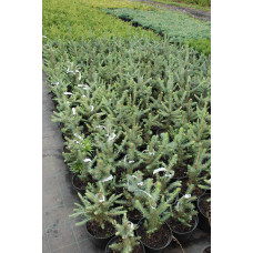 Ялина колюча блакитна Маджестік Блю | Picea pungens Glauca Majestic Blue | Ель колючая голубая Маджестик Блю