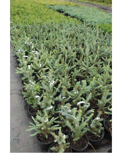 Ялина колюча блакитна Маджестік Блю | Picea pungens Glauca Majestic Blue | Ель колючая голубая Маджестик Блю