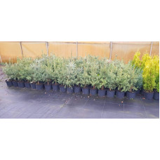 Ялина колюча блакитна Маджестік Блю | Picea pungens Glauca Majestic Blue | Ель колючая голубая Маджестик Блю