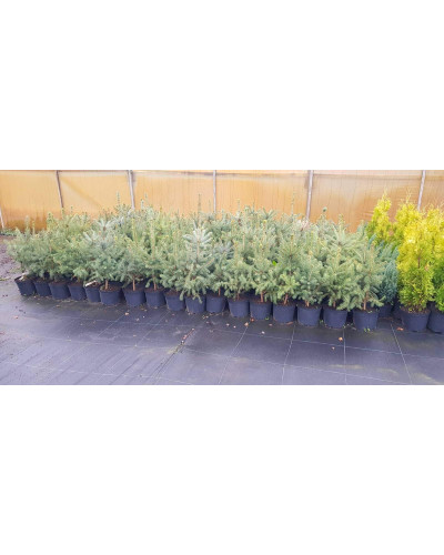 Ялина колюча блакитна Маджестік Блю | Picea pungens Glauca Majestic Blue | Ель колючая голубая Маджестик Блю