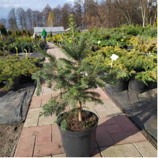 Ялина колюча блакитна Маджестік Блю | Picea pungens Glauca Majestic Blue | Ель колючая голубая Маджестик Блю