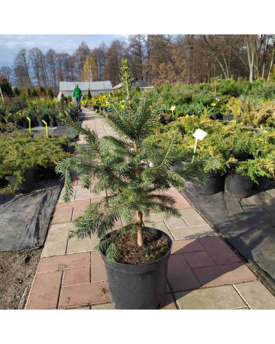 Ялина колюча блакитна Маджестік Блю | Picea pungens Glauca Majestic Blue | Ель колючая голубая Маджестик Блю