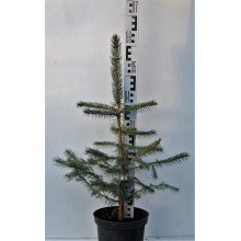 Ялина колюча блакитна Маджестік Блю | Picea pungens Glauca Majestic Blue | Ель колючая голубая Маджестик Блю