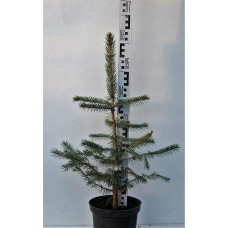 Ялина колюча блакитна Маджестік Блю | Picea pungens Glauca Majestic Blue | Ель колючая голубая Маджестик Блю