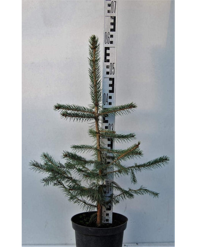 Ялина колюча блакитна Маджестік Блю | Picea pungens Glauca Majestic Blue | Ель колючая голубая Маджестик Блю